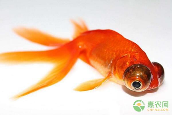 金鱼如何进行繁殖？金鱼雌雄鉴别方法及繁殖要点-图片版权归惠农网所有