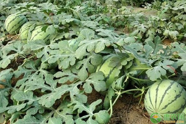 西瓜种植怎么压蔓？西瓜压蔓的作用与方式介绍-图片版权归惠农网所有