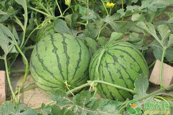 西瓜种植怎么压蔓？西瓜压蔓的作用与方式介绍-图片版权归惠农网所有