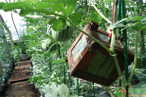 方形西瓜是怎么种植的？方形西瓜种植技术-图片版权归惠农网所有