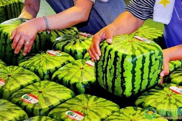 方形西瓜是怎么种植的？方形西瓜种植技术-图片版权归惠农网所有