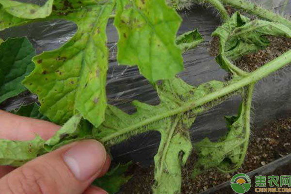 西瓜叶枯死怎么回事？如何防治？-图片版权归惠农网所有