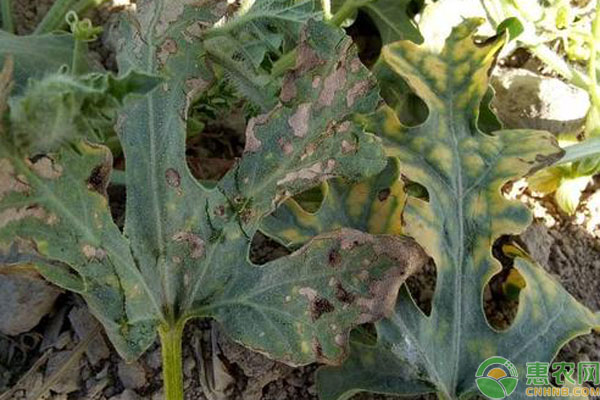 西瓜叶枯死怎么回事？如何防治？-图片版权归惠农网所有