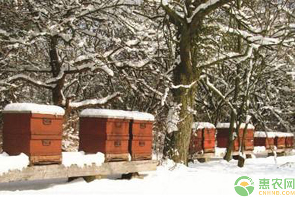 蜜蜂越冬做好这“四防”，就能轻松度过寒冷冬季！-图片版权归惠农网所有