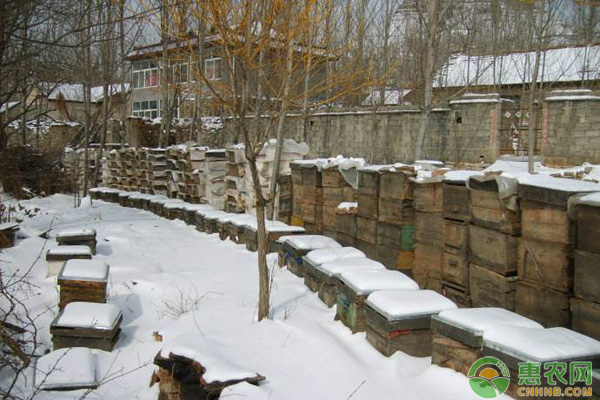 蜜蜂越冬做好这“四防”，就能轻松度过寒冷冬季！-图片版权归惠农网所有