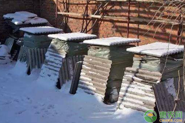 蜜蜂越冬做好这“四防”，就能轻松度过寒冷冬季！-图片版权归惠农网所有