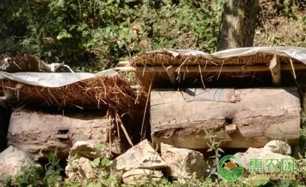 养殖蜜蜂如何更换老劣的蜂王？介绍一种王台更换方法-图片版权归惠农网所有