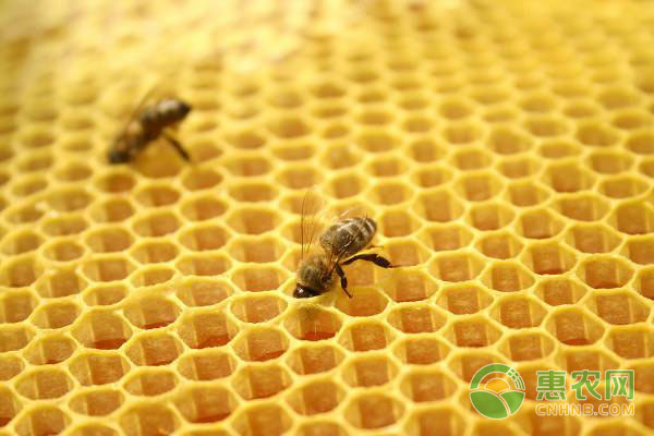 养殖蜜蜂如何更换老劣的蜂王？介绍一种王台更换方法-图片版权归惠农网所有