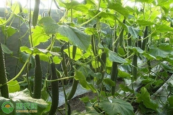 黄瓜拌种防病的用药方案-图片版权归惠农网所有