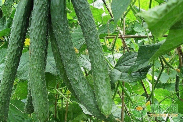 黄瓜拌种防病的用药方案-图片版权归惠农网所有