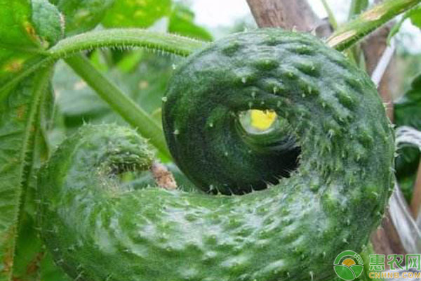黄瓜弯曲的预防方法-图片版权归惠农网所有