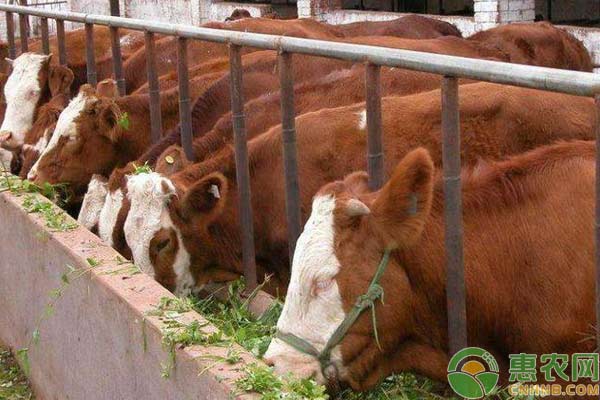 养牛技术：冬季养肥牛注意事项-图片版权归惠农网所有