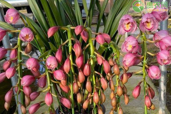 大花蕙兰养殖方法和技术-图片版权归惠农网所有