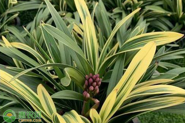 大花蕙兰养殖方法和技术-图片版权归惠农网所有