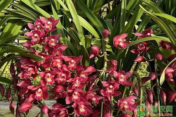 大花蕙兰养殖方法和技术-图片版权归惠农网所有