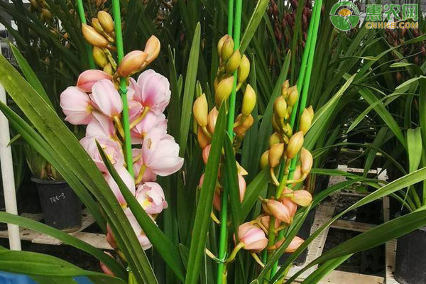 大花蕙兰的养护方法-图片版权归惠农网所有