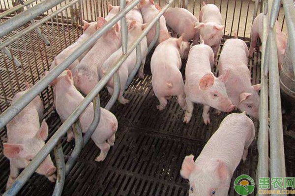 猪瘟是什么病？猪瘟的症状表现及防治方法介绍-图片版权归惠农网所有