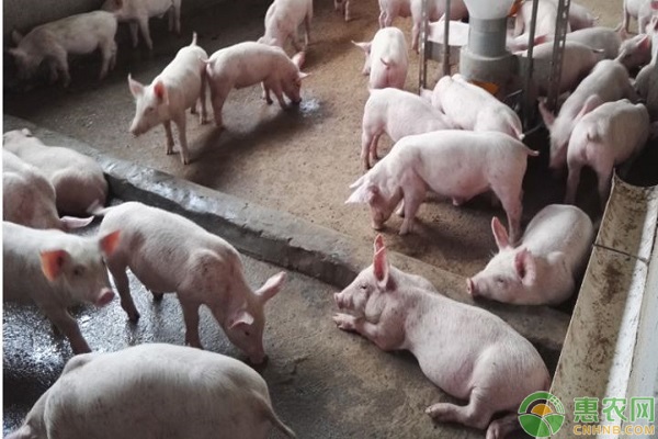 猪瘟是什么病？猪瘟的症状表现及防治方法介绍-图片版权归惠农网所有