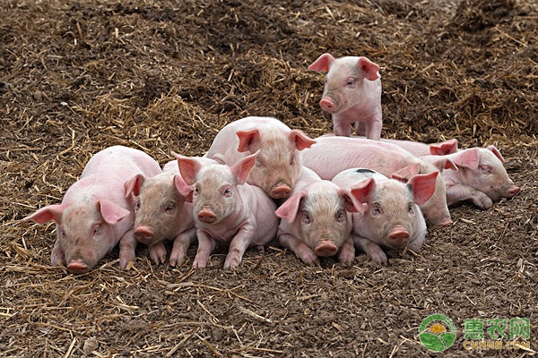 猪瘟是什么病？猪瘟的症状表现及防治方法介绍-图片版权归惠农网所有