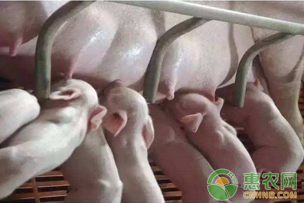 猪瘟如何预防？猪瘟的症状及防治措施-图片版权归惠农网所有