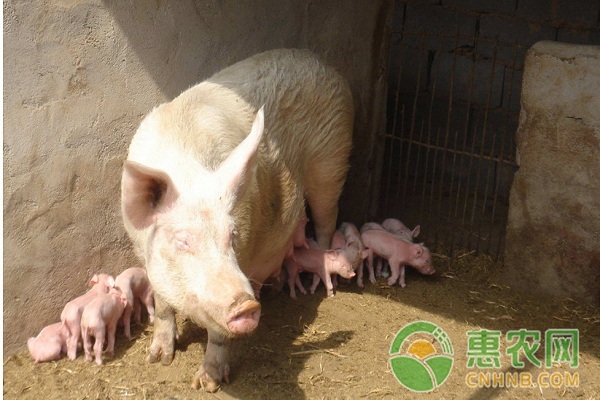 猪瘟如何预防？猪瘟的症状及防治措施-图片版权归惠农网所有