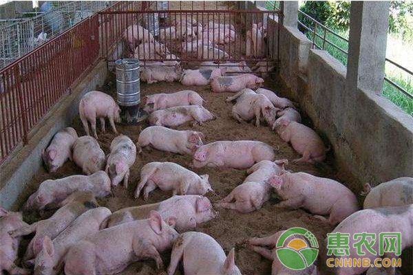 猪瘟免疫失败的原因及对策-图片版权归惠农网所有