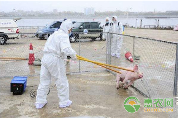 猪瘟免疫失败的原因及对策-图片版权归惠农网所有