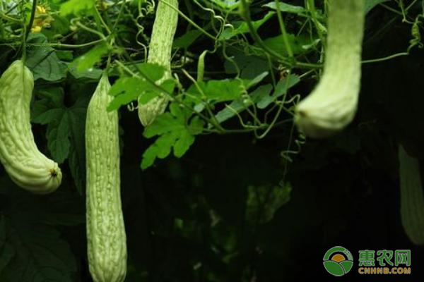 苦瓜大棚栽培技术-图片版权归惠农网所有