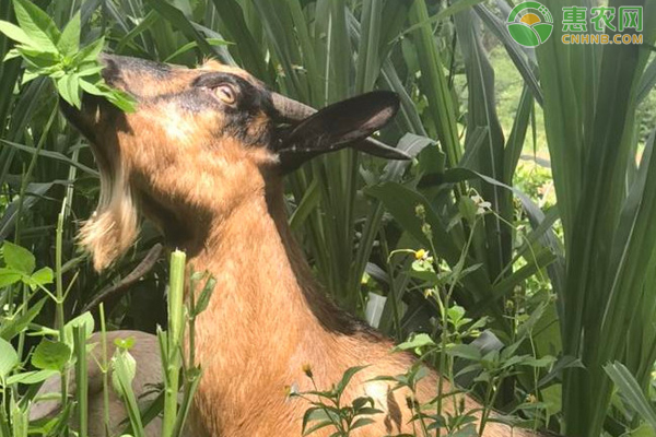 什么是羊难产？引发羊难产的原因是什么？-图片版权归惠农网所有