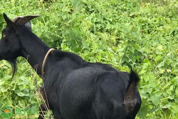 什么是羊难产？引发羊难产的原因是什么？-图片版权归惠农网所有