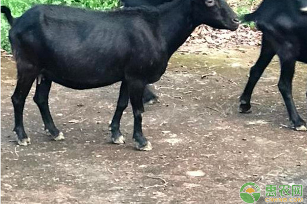 什么是羊难产？引发羊难产的原因是什么？-图片版权归惠农网所有