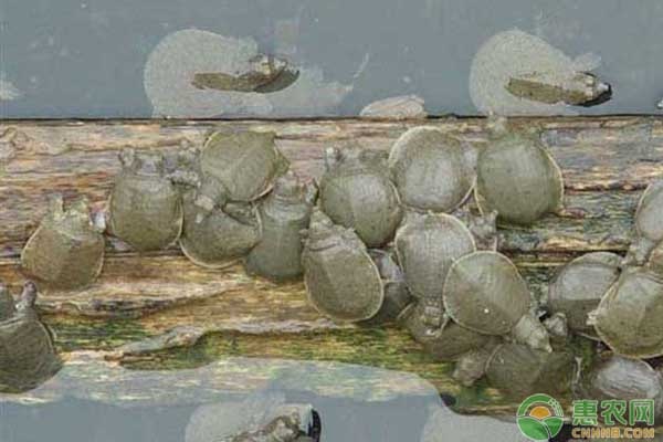 甲鱼烂甲病的危害和防治-图片版权归惠农网所有