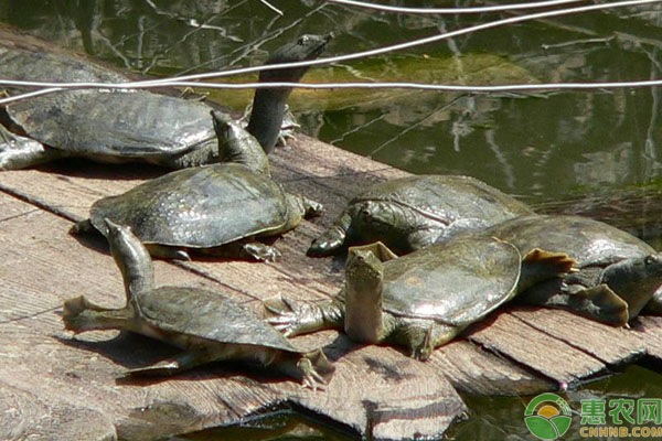 甲鱼人工养殖注意事项-图片版权归惠农网所有