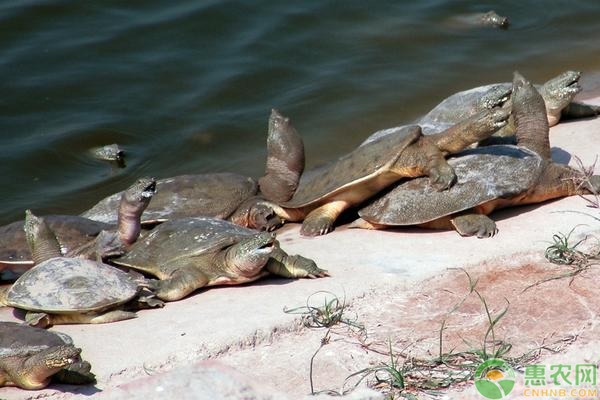 甲鱼人工养殖注意事项-图片版权归惠农网所有