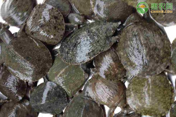 池塘甲鱼养殖技术-图片版权归惠农网所有