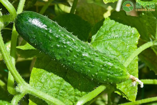 冬季大棚黄瓜定植管理-图片版权归惠农网所有