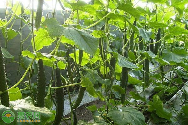 冬季大棚黄瓜定植管理-图片版权归惠农网所有