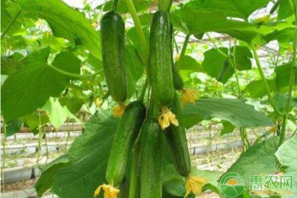 冬季大棚黄瓜怎么避免药害？-图片版权归惠农网所有