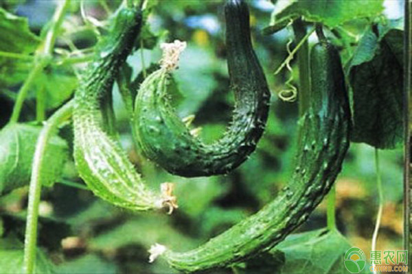 冬季大棚黄瓜种植管理注意事项介绍-图片版权归惠农网所有