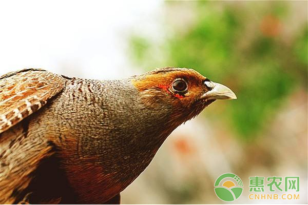 散养土鸡养殖的常见问题及其注意事项-图片版权归惠农网所有