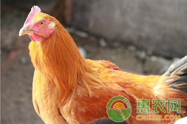 散养土鸡养殖的常见问题及其注意事项-图片版权归惠农网所有