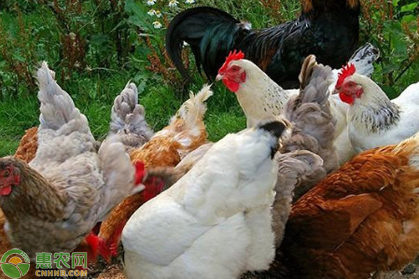 鸡常见寄生虫病及其防治-图片版权归惠农网所有