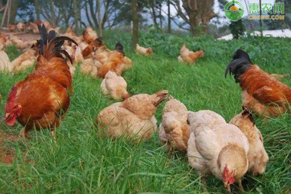 鸡常见寄生虫病及其防治-图片版权归惠农网所有