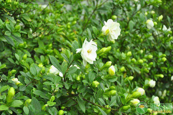 栀子花冬天怎么养？-图片版权归惠农网所有