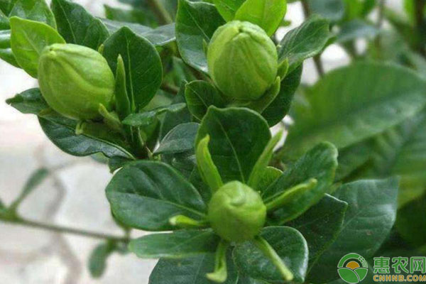 栀子花冬天怎么养？-图片版权归惠农网所有