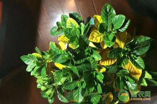 栀子花掉花苞怎么回事？有何解决方法？-图片版权归惠农网所有