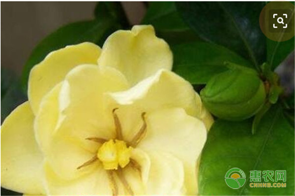栀子花掉花苞怎么回事？有何解决方法？-图片版权归惠农网所有