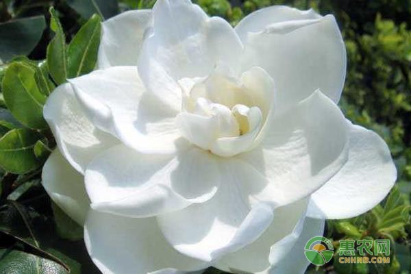 栀子花掉花苞怎么回事？有何解决方法？-图片版权归惠农网所有