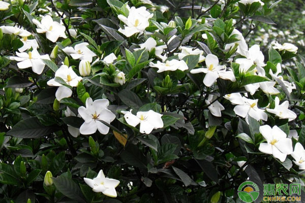 栀子花插水里也能成活？栀子花水培扦插养殖技术-图片版权归惠农网所有