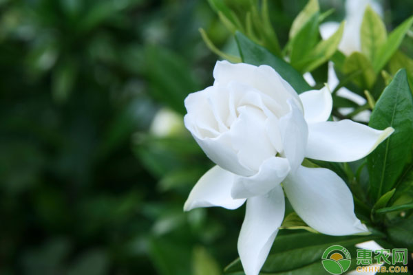 栀子花插水里也能成活？栀子花水培扦插养殖技术-图片版权归惠农网所有